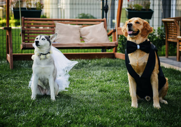 istock Bride and groom dogs 1455052822