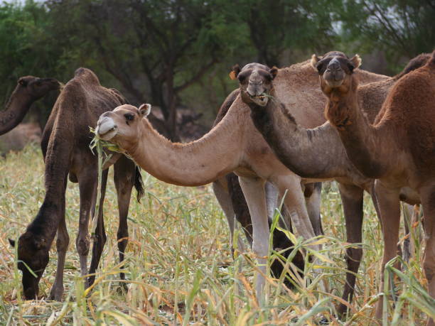 istock Herd of camels grazing in a field, Morocco 1455052898