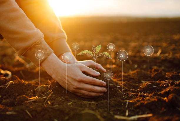 Young plant in hands with soil with graphic concepts. stock photo