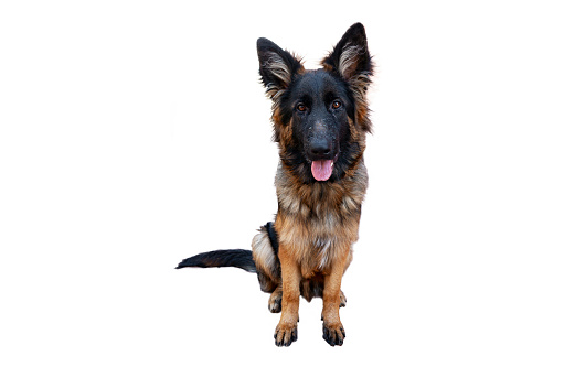 The German Shepherd is a breed of dog originally used as a herding and search dog.