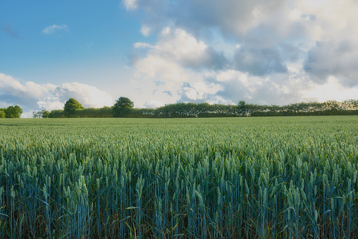 View over a wide field with young plants against the evening sky.