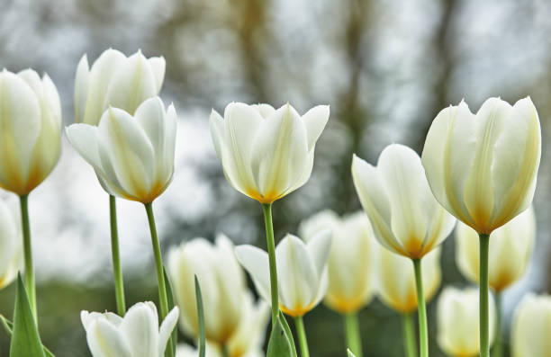 White tulips in my garden stock photo