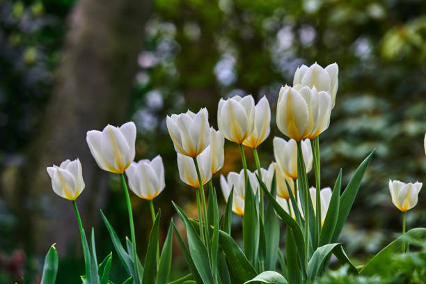 istock White tulips in my garden 1455053900