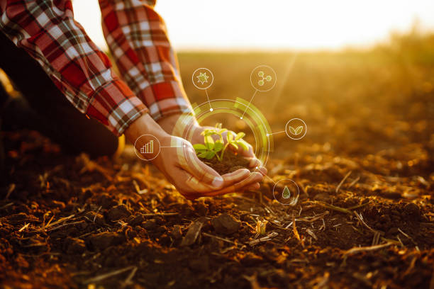 istock Young plant in hands with soil with graphic concepts. 1455054029
