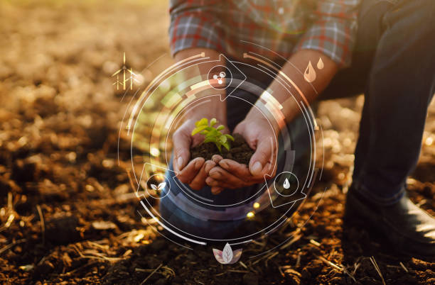istock Young plant in hands with soil with graphic concepts. 1455054035