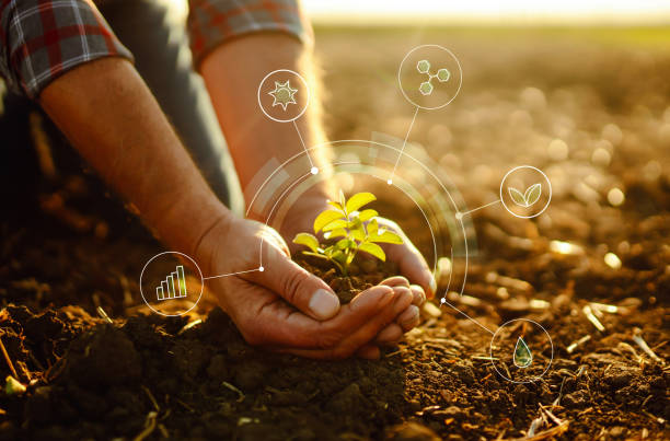 istock Young plant in hands with soil with graphic concepts. 1455054036