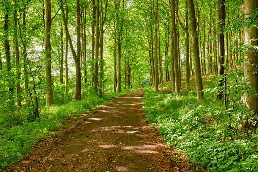 A photo of green and lush forest in spring