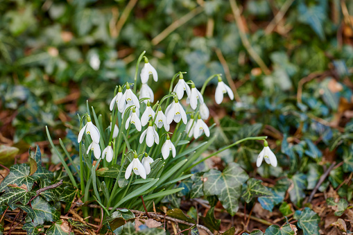 Galanthus nivalis, common snowdrop in bloom, early spring bulbous flowers in the garden growing in the snow