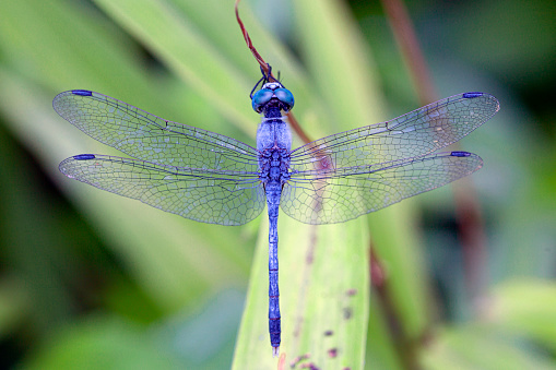 Odonata is an order of flying insects that includes the dragonflies and damselflies. Members of the group first appeared during the Triassic, though members of their total group, Odonatoptera