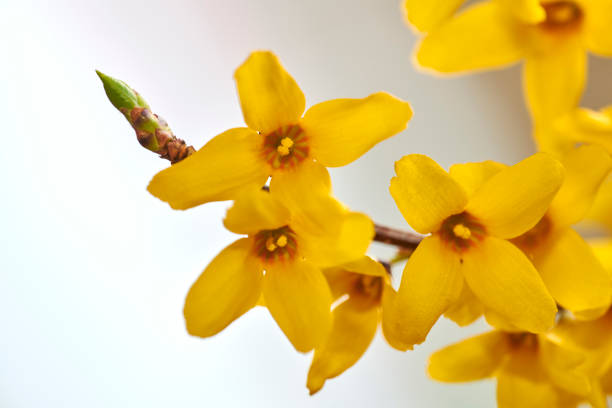 Forsythia in golden spring dress