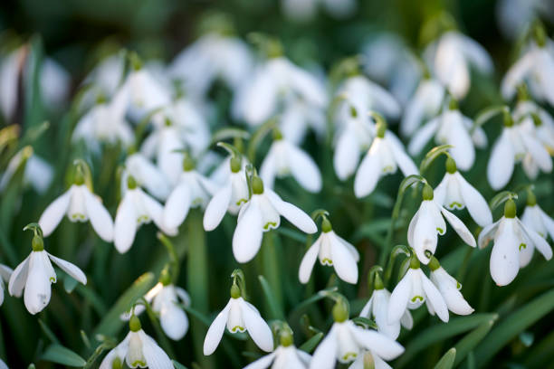 Galanthus nivalis was described by the Swedish botanist Carl Linnaeus in his Species Plantarum in 1753, and given the specific epithet nivalis, meaning snowy (Galanthus means with milk-white flowers).