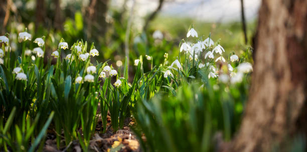 Common snowdrop - Galanthus nivalis stock photo