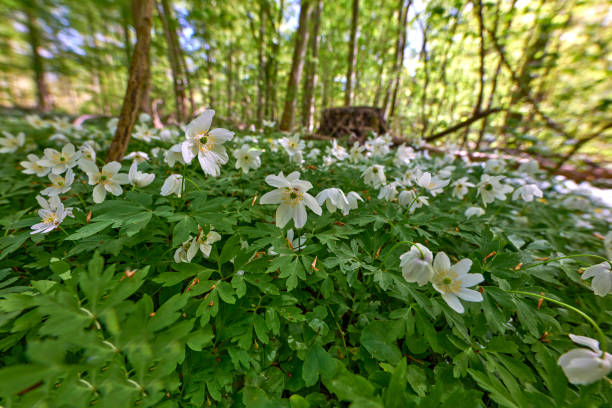 Anemone in spring forste Blooming anemone flowers in the spring forest wildwood windflower stock pictures, royalty-free photos & images