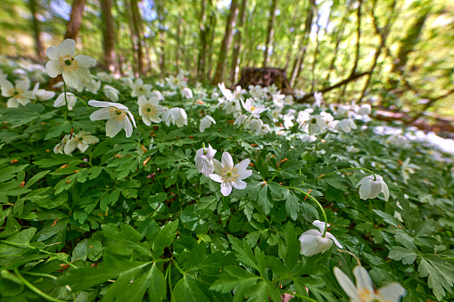White Trilliums growing on the forest floor.  Trillium grandiflorum is the official emblem of the Province of Ontario and the State Wildflower of Ohio.