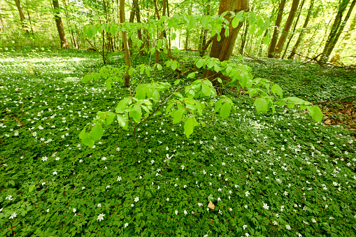 Blooming anemone flowers in the spring forest