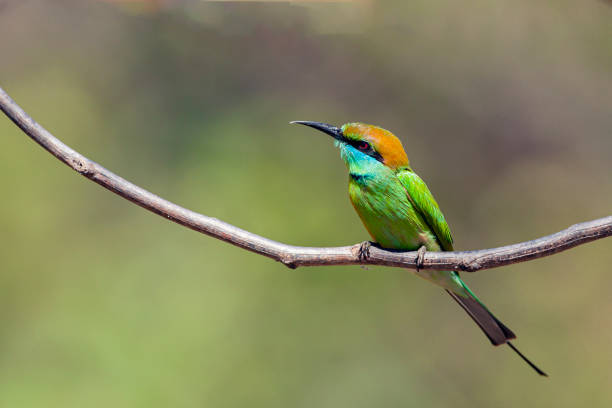 istock The green bee-eater (Merops orientalis) sometimes little green bee-eater sitting on the branch 1455055321