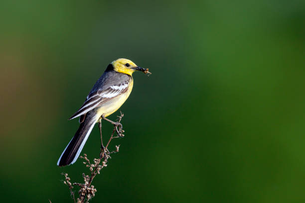 istock A citrine wagtail with prey in its beak sits on a branch. 1455055441