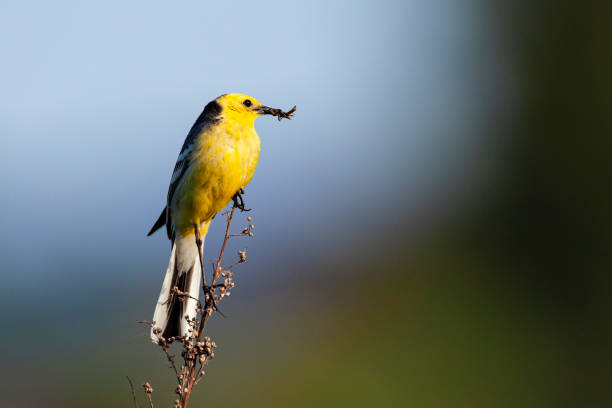 istock A citrine wagtail with prey in its beak sits on a branch. 1455055453