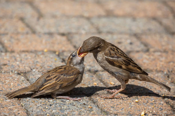 istock Female house sparrow (Passer domesticus) feeds her juvenile on a terrace 1455055917