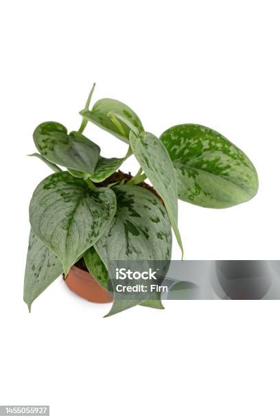 Small Exotic Scindapsus Pictus Silvery Ann Houseplant Stock Photo - Download Image Now