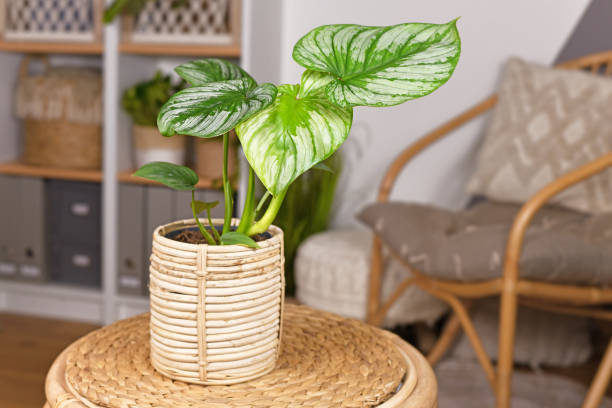 istock Tropical 'Philodendron Mamei' houseplant 1455055931