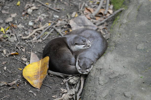 Otters have the thickest fur coat in the world