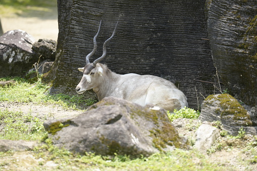 A beautiful addax with horns relaxing on the ground at Taipei Zoo