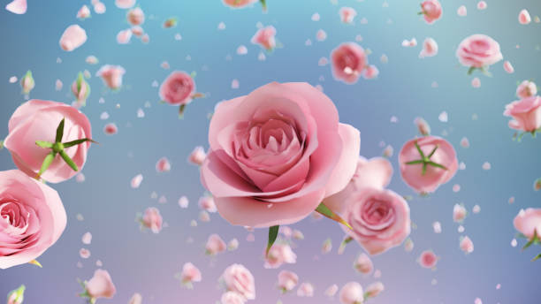 istock Pink flower rose float and main rose in the center. 1455057752