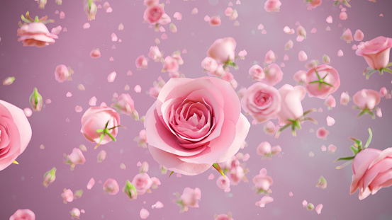 Roses blossom and petals pink around main pink rose at the center with 3d rendering.Sweet and lover background graphic.