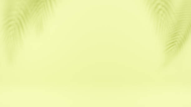istock Palm tree shadow on green background. Used for minimal presentation, Summer tropical beach concept. 3D rendering. 1455059350