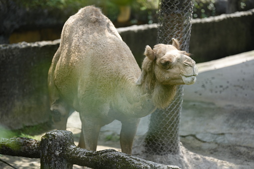 A closeup shot of a camel at the zoo in Taipei, Taiwan