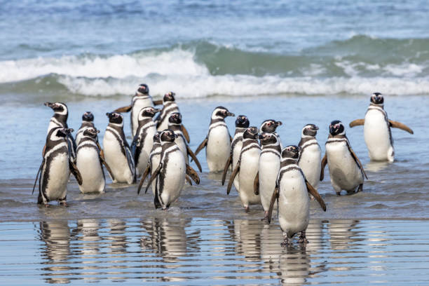 pingüinos de magallanes (spheniscus magellanicus), isla saunders, islas malvinas - falkland island fotografías e imágenes de stock