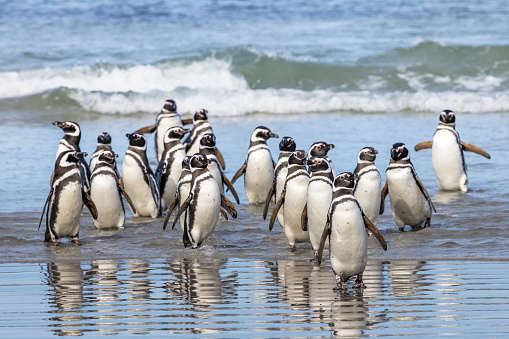 The Magellanic penguin is a South American penguin, breeding in coastal Patagonia.
