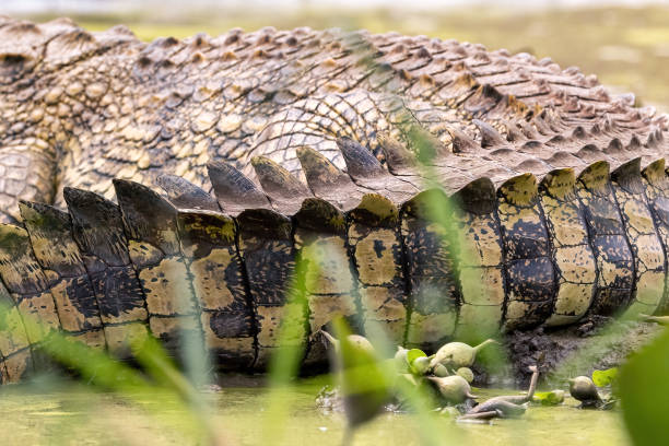 деталь хвоста нильского крокодила, crocodylus niloticus, хорошо замаскированного на берегу озера эдвард, национальный парк королевы елизаветы, уган� - living organism process horizontal close up underwater стоковые фото и изображения