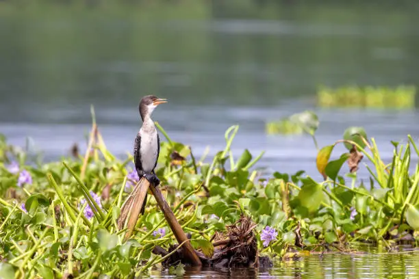 An immature long-tailed cormorant, microcarbo africanus, perched on the banks of Lake Edward, Uganda, and surrounded by water hyacinth.