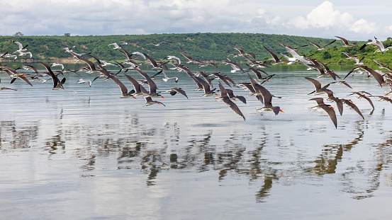 African skimmers, Rynchops flavirostris, in flight over lake Edward, Uganda. These birds skim just under the surface of the water for fish and are near threatened in the wild.