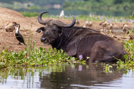 A cape buffalo, Syncerus caffer, enjoys the cooling water of Lake Edward, Queen Elizabeth National Park, Uganda. A cormorant and Egyptian geese can be seen alongside