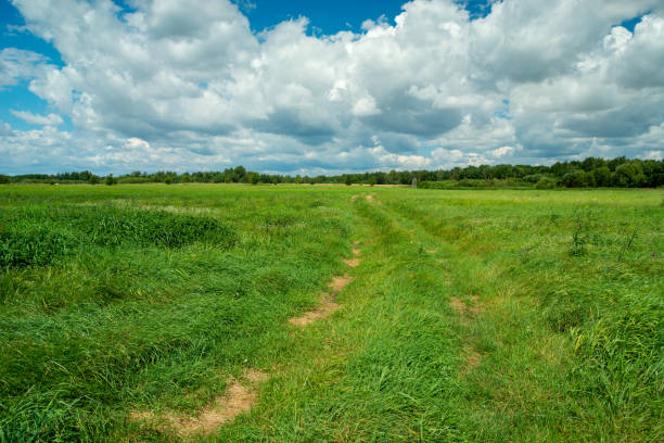 istock Dirt road through a green meadow and clouds in the sky 1455060853