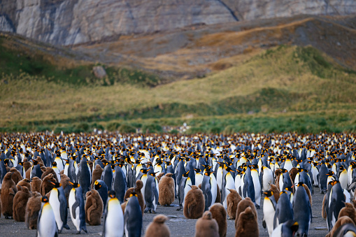 King Penguins on the beach in the island of Tierra del Fuego