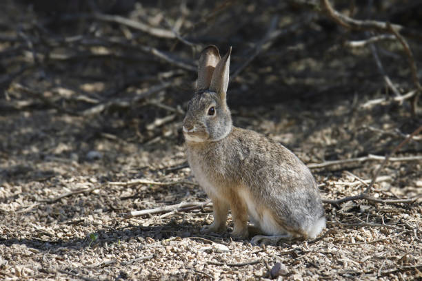 istock Desert Cottontail (sylvilagus audubonii) poised on the ground 1455061320