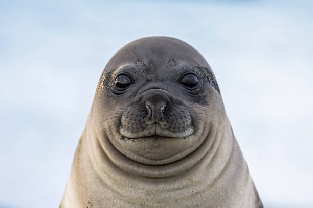 retrato de destete de elefante marino del sur (mirounga leonina), gold harbour, isla georgia del sur - foca fotografías e imágenes de stock