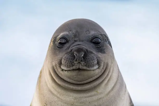 Photo of Southern elephant seal weaner (Mirounga leonina) portrait, Gold Harbour, South Georgia Island