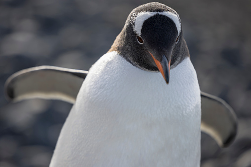 Gentoo penguins are the world's fastest underwater birds.