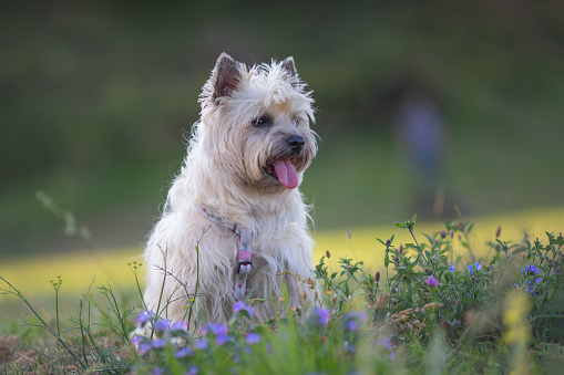 Portrait of a Cairn Terrier