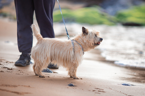 Cairn terrier with the owner on the beach