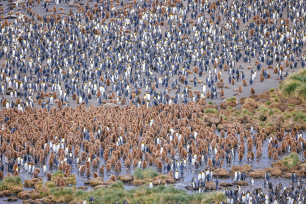A young King Penguin in his molting stage at the Falkland Islands.