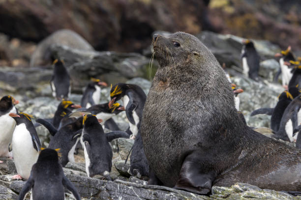 They were almost hunted to extinction for their fur.
