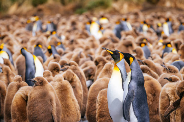 King Penguins (Aptenodytes patagonicus), Gold Harbour, South Georgia Island The king penguin is the second largest species of penguin, smaller, but somewhat similar in appearance to the emperor penguin. king penguin stock pictures, royalty-free photos & images