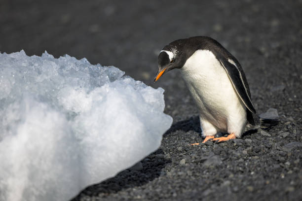 istock Gentoo penguin (Pygoscelis papua) at Brown Bluff, Antarctic Peninsula 1455061820