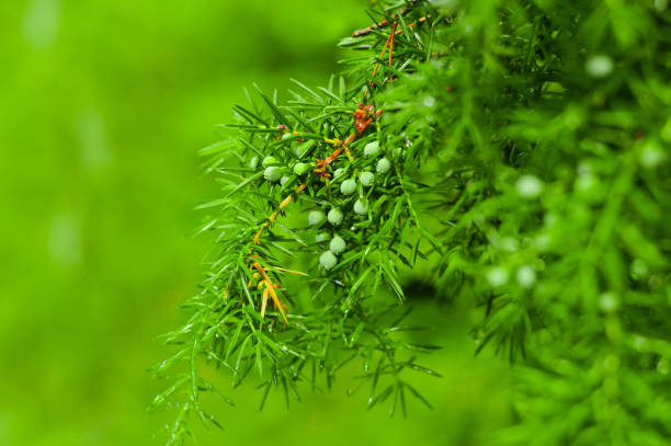Bunch of juniper berries on a green branch in autumn. Bunch of juniper berries on a green branch in autumn. juniper tree juniperus osteosperma stock pictures, royalty-free photos & images